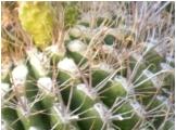 Scottsdale Desert Cactus