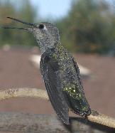 Scottsdale Hummingbird